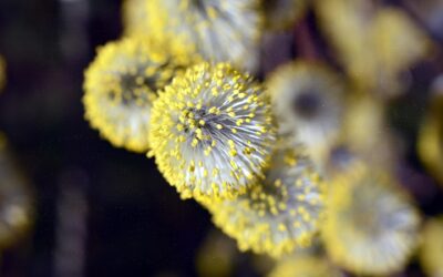 Día Mundial de la Alergia: la importancia de seguir el tratamiento prescrito